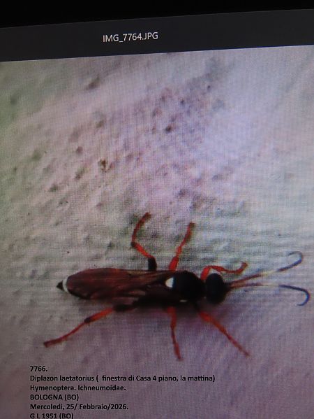 Hymenoptera sp.  - Giorgio Leoni