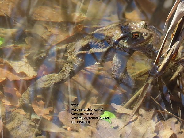 Rospo comune  - Giorgio Leoni