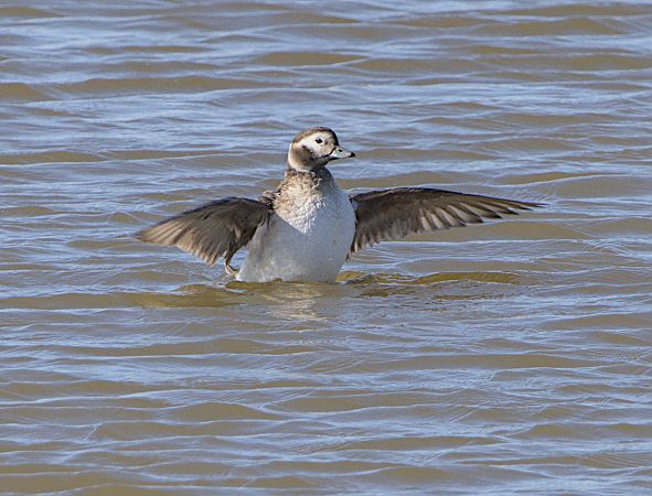 Moretta codona  - Marcello Longeri