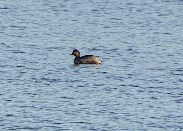 Svasso piccolo  - Marcello Longeri