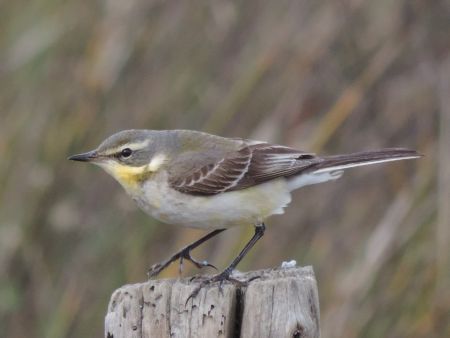 Cutrettola del Pacifico  - Claudio Bucciarelli