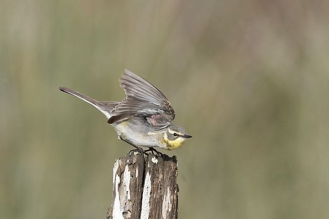 Cutrettola del Pacifico  - Giovanni Musci