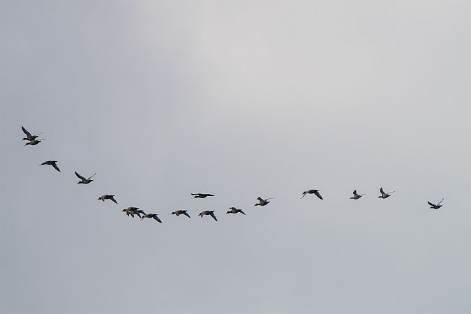 Marzaiola  - Emanuele Guido Condello