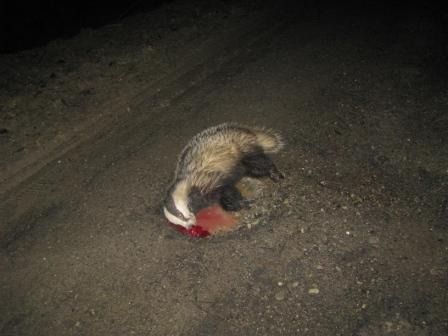 Tasso  - Fabio Simonazzi