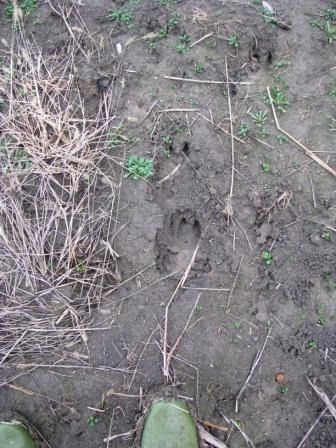 Wild Boar  - Fabio Simonazzi