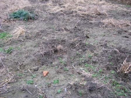 Cinghiale  - Fabio Simonazzi