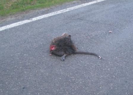 Nutria  - Fabio Simonazzi