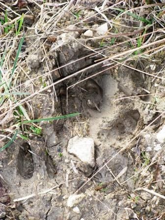 Cinghiale  - Fabio Simonazzi