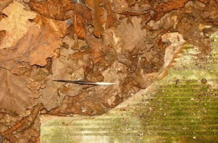 Istrice  - Fabio Simonazzi