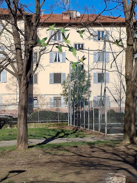 Parrocchetto dal collare  - Stefano Vanni