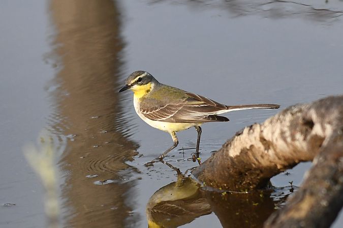 Cutrettola del Pacifico  - Lorenzo Pini