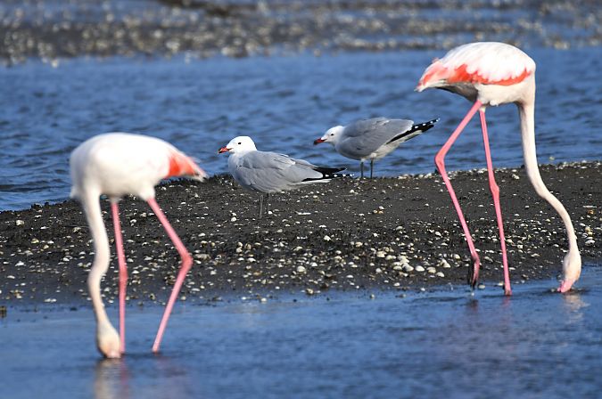 Gabbiano corso  - Lorenzo Pini