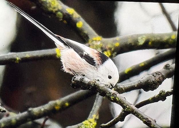 Codibugnolo testabianca  - Lorenzo Pini