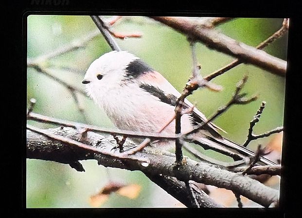 Codibugnolo testabianca  - Lorenzo Pini