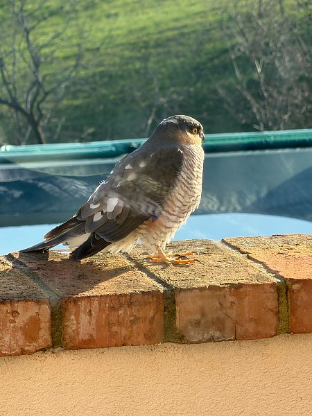 Astore / Sparviere  - Walkerdine Susan