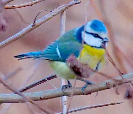 Cinciarella  - Angelo Pasqua
