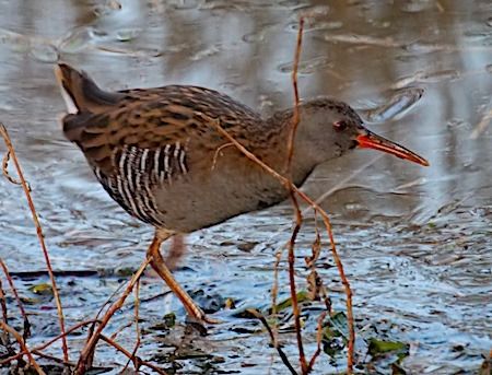 Porciglione  - Angelo Pasqua