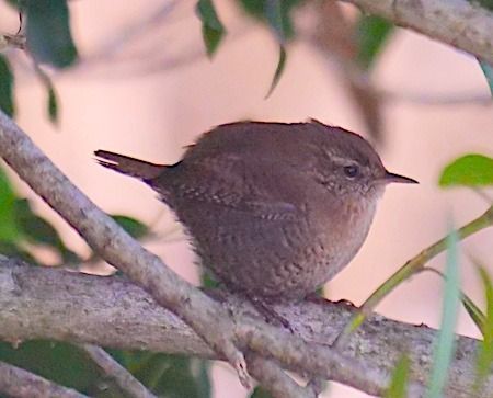 Scricciolo  - Angelo Pasqua