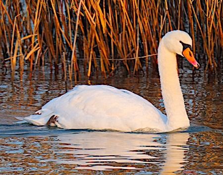 Cigno reale  - Angelo Pasqua