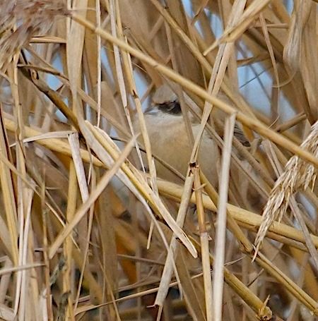 Pendolino  - Angelo Pasqua