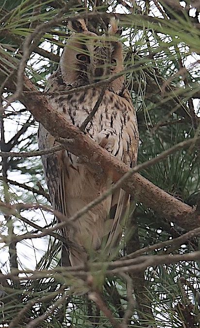 Gufo comune  - Angelo Pasqua