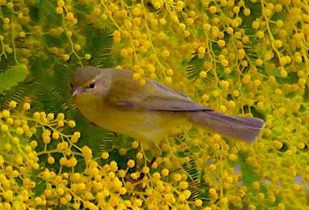 Common Chiffchaff  - Angelo Pasqua