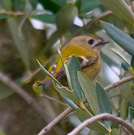 Regolo  - Angelo Pasqua