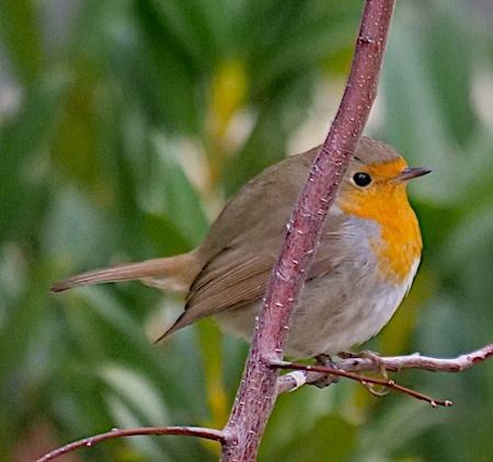 Pettirosso  - Angelo Pasqua