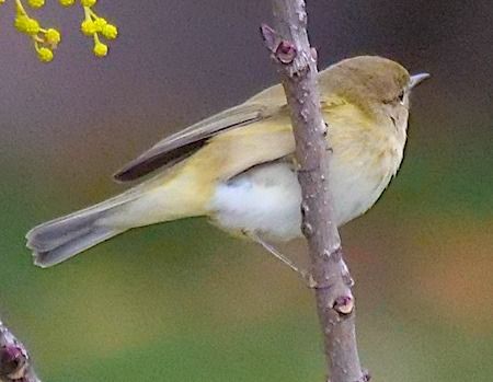Luì piccolo  - Angelo Pasqua