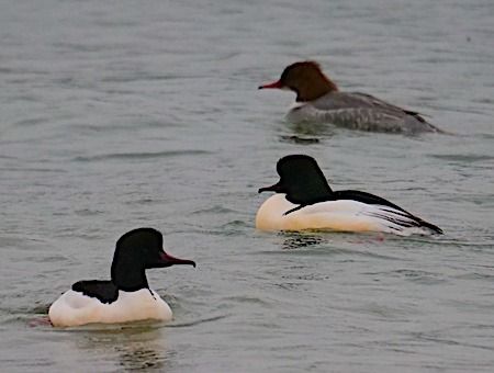Smergo maggiore  - Angelo Pasqua
