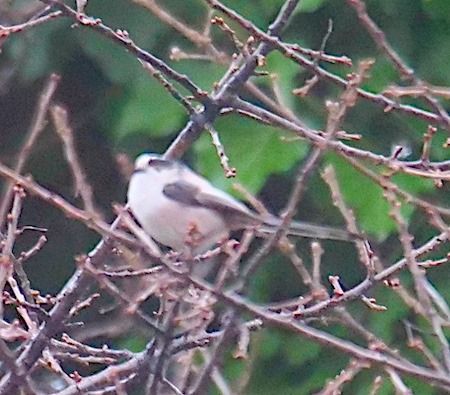 Codibugnolo  - Angelo Pasqua