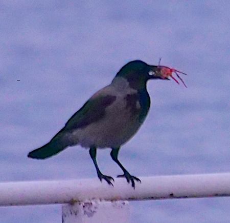 Cornacchia grigia  - Angelo Pasqua