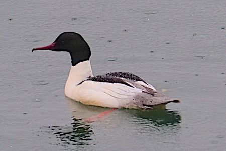 Common Merganser  - Angelo Pasqua
