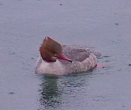 Smergo maggiore  - Angelo Pasqua