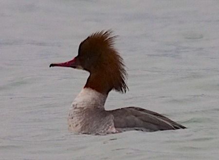 Smergo maggiore  - Angelo Pasqua