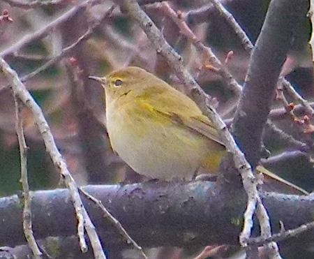 Luì piccolo  - Angelo Pasqua