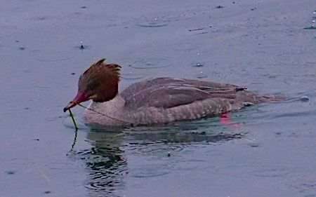 Smergo maggiore  - Angelo Pasqua