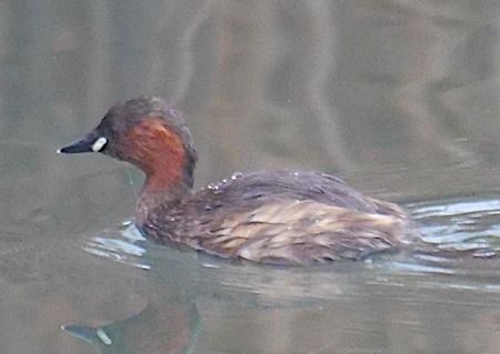 Tuffetto  - Angelo Pasqua