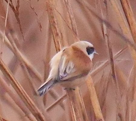 Pendolino  - Angelo Pasqua