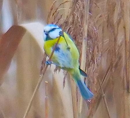 Cinciarella  - Angelo Pasqua