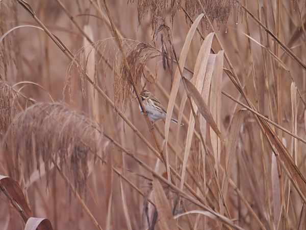 Migliarino di palude  - Angelo Pasqua
