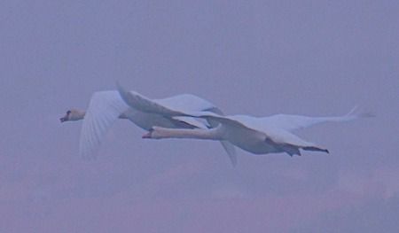 Cygne tuberculé  - Angelo Pasqua