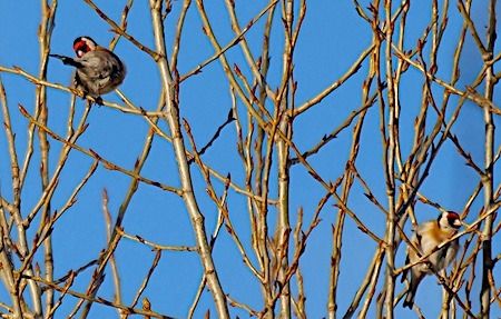 Cardellino  - Angelo Pasqua