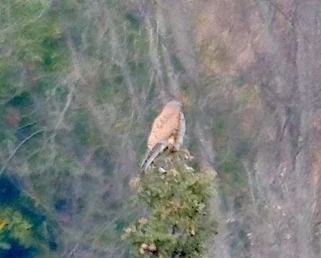 Gheppio  - Angelo Pasqua