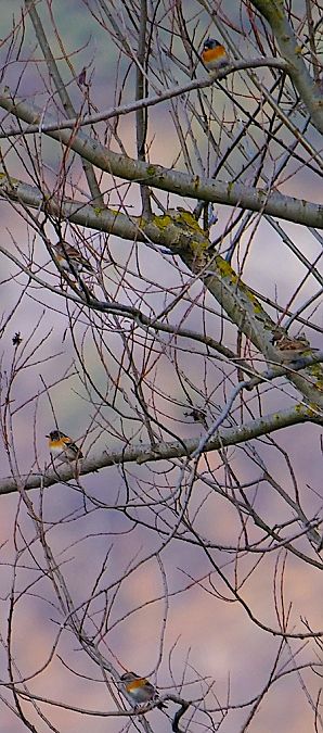 Peppola  - Angelo Pasqua