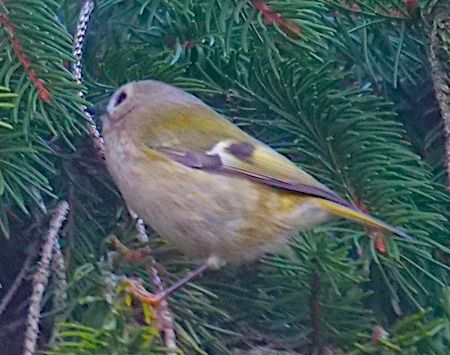 Regolo  - Angelo Pasqua