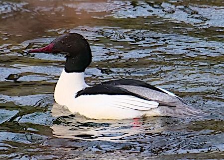 Smergo maggiore  - Angelo Pasqua