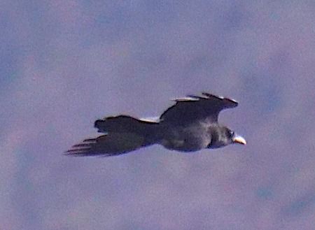 Cornacchia nera  - Angelo Pasqua