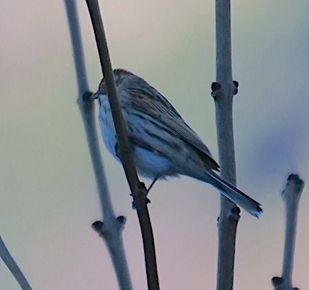 Migliarino di palude  - Angelo Pasqua