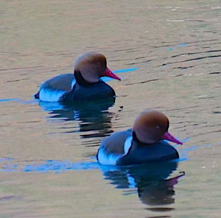 Fistione turco  - Angelo Pasqua